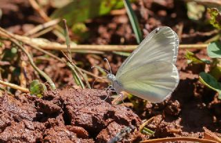 Doulu Narin Orman Beyaz (Leptidea duponcheli)