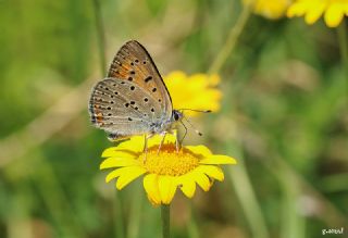 Ate Bakr Gzeli (Lycaena candens)