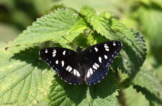 Akdeniz Hanmeli Kelebei (Limenitis reducta)