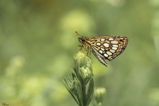 Beyaz Benekli Zpzp (Heteropterus morpheus)