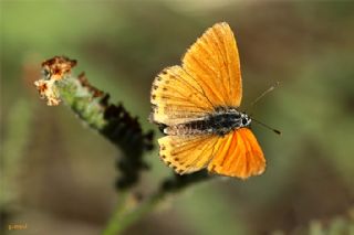 Kk Ate Gzeli (Lycaena thersamon)