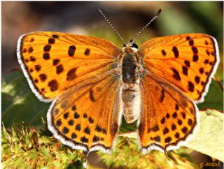 Kk Ate Gzeli (Lycaena thersamon)