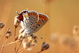 Kk Ate Gzeli (Lycaena thersamon)