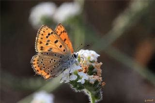 K���k Ate� G�zeli&nbsp;(Lycaena&nbsp;thersamon)