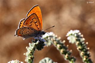 Kk Ate Gzeli (Lycaena thersamon)