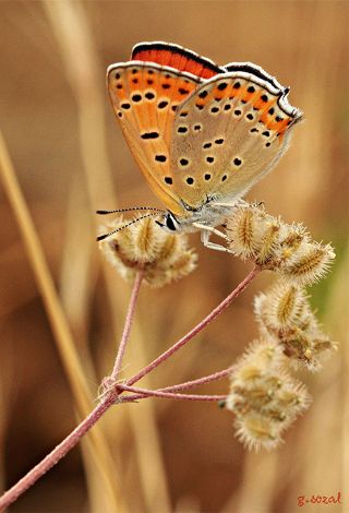 Kk Ate Gzeli (Lycaena thersamon)