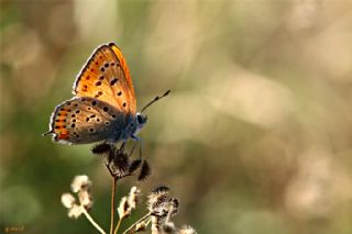Kk Ate Gzeli (Lycaena thersamon)