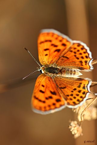 Kk Ate Gzeli (Lycaena thersamon)