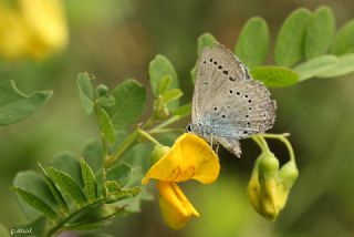 Anadolu Devmavisi (Iolana lessei)