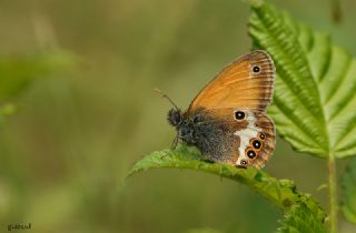 Funda Zpzp Perisi (Coenonympha arcania)