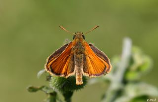 Sar Antenli Zpzp (Thymelicus sylvestris)