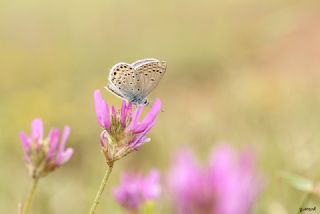 das Mavisi, Esmergz (Plebejus idas)