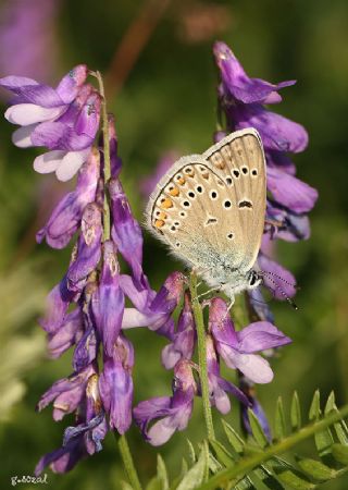 okgzl Amanda (Polyommatus amandus)