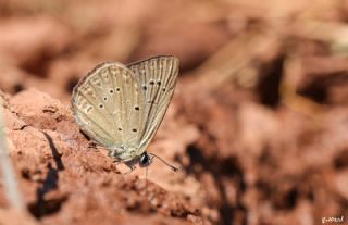 Anormal okgzl (Polyommatus admetus)