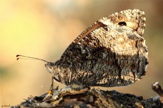 Byk Karamelek (Hipparchia syriaca)