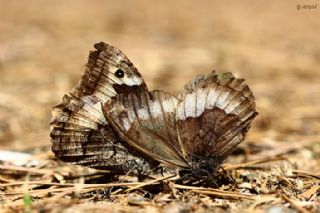 Byk Karamelek (Hipparchia syriaca)