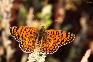 Benekli B�y�k �parhan&nbsp;(Melitaea&nbsp;phoebe)