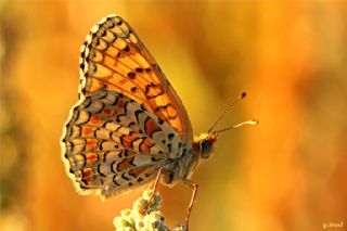 Benekli B�y�k �parhan&nbsp;(Melitaea&nbsp;phoebe)