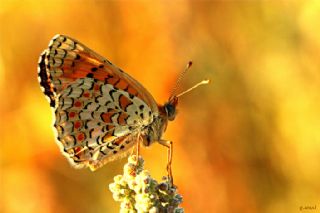 Benekli B�y�k �parhan&nbsp;(Melitaea&nbsp;phoebe)