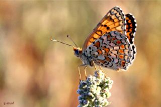 Benekli Byk parhan (Melitaea phoebe)