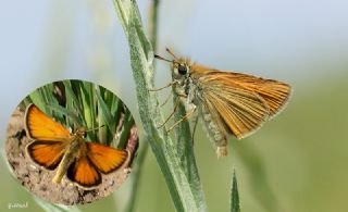 Siyah Antenli Zpzp (Thymelicus lineolus)