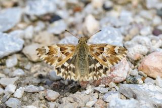 Mermer Zpzp (Carcharodus lavatherae)