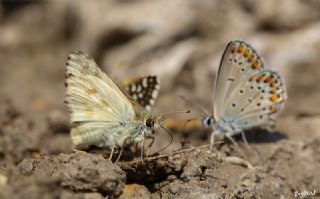 Mermer Zpzp (Carcharodus lavatherae)