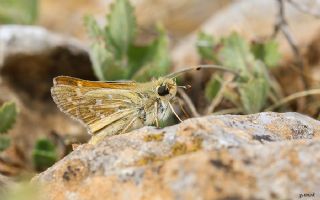 Gm Benekli Zpzp (Hesperia comma)