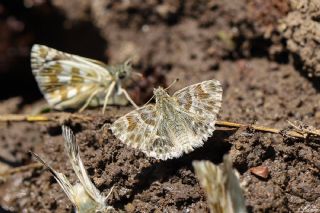 Cezayir Zpzp (Carcharodus stauderi)