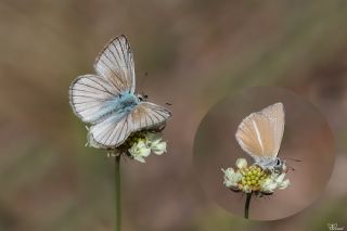 okgzl Anadolu Beyaz (Polyommatus menalcas)