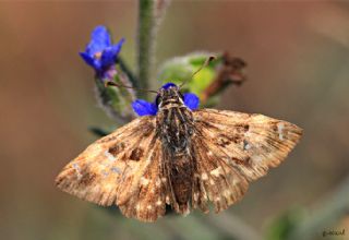 Hatmi Zpzp (Carcharodus alceae)