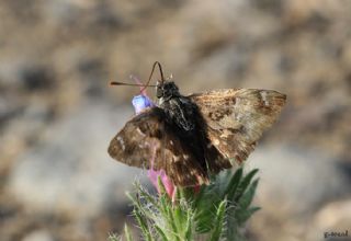 Hatmi Zpzp (Carcharodus alceae)