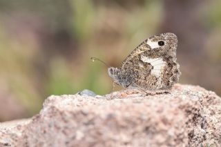 Anadolu Yalanccads (Pseudochazara anthelea)
