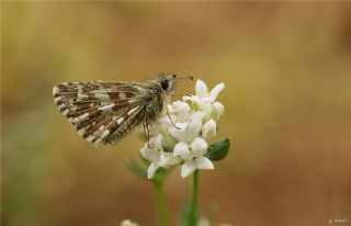 Ege Zpzp (Pyrgus melotis)