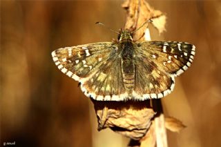 Zeytuni Zpzp (Pyrgus serratulae)
