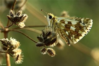 Zeytuni Zpzp (Pyrgus serratulae)