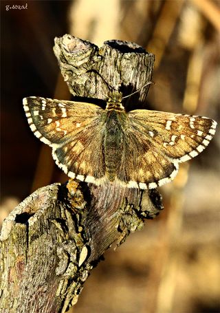 Zeytuni Zpzp (Pyrgus serratulae)