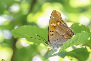 Trakya mparatoru (Apatura metis)