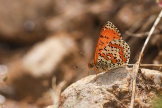 Kafkasyal parhan (Melitaea interrupta)