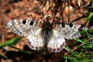 okgzl Anadolu Beyaz (Polyommatus menalcas)