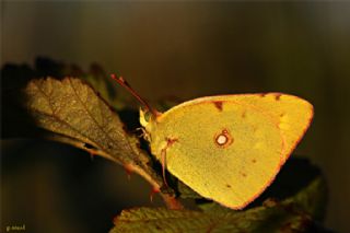 Sar Azamet (Colias croceus)