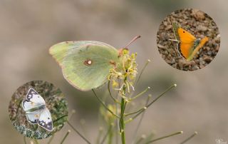 Anadolu Azameti (Colias aurorina)