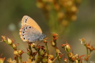 Rus Zpzp Perisi (Coenonympha leander)