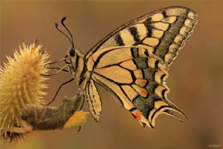 Krlangkuyruk (Papilio machaon)