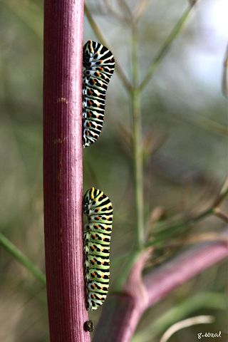 Krlangkuyruk (Papilio machaon)