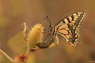 Krlangkuyruk (Papilio machaon)