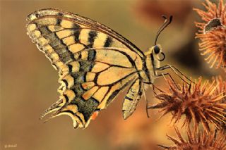 Krlangkuyruk (Papilio machaon)