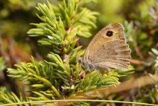 Kk Esmerperi (Hyponephele lycaon)