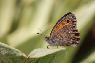 Azeri Esmerperi (Hyponephele zuvandica)