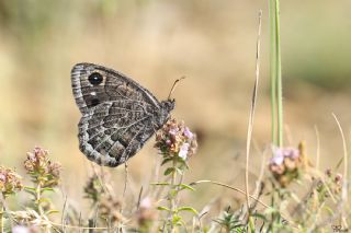 Beyaz Damarl Pirireis (Satyrus amasinus)
